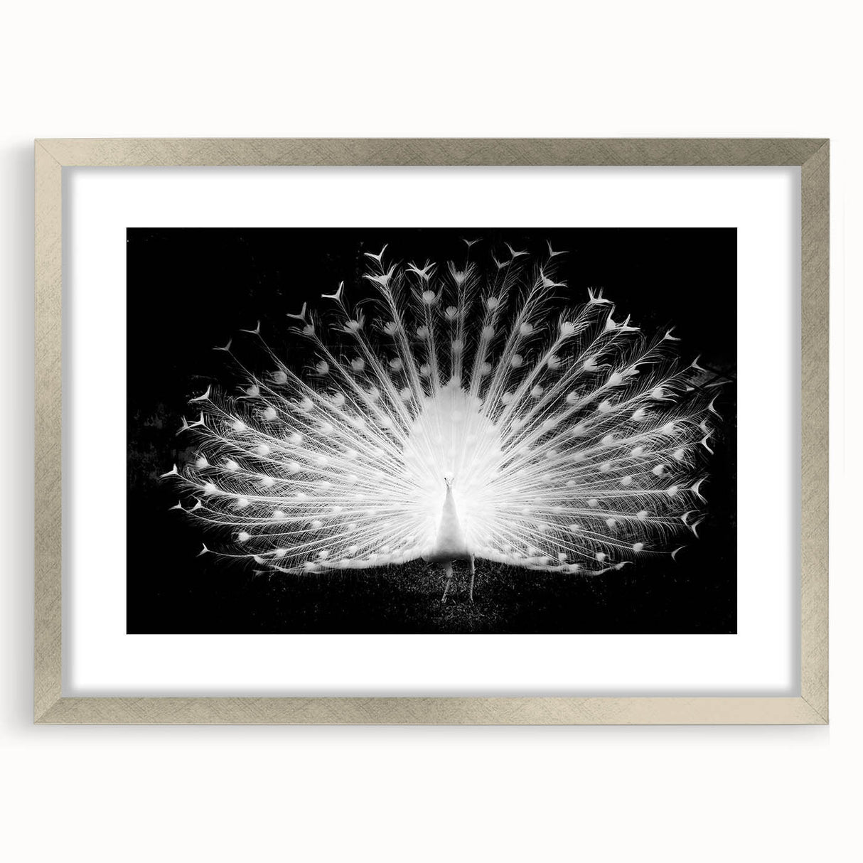 Elegant wall art featuring a peacock design in vibrant colors, framed in silver with a mat. Perfect for enhancing home decor and adding a touch of sophistication.