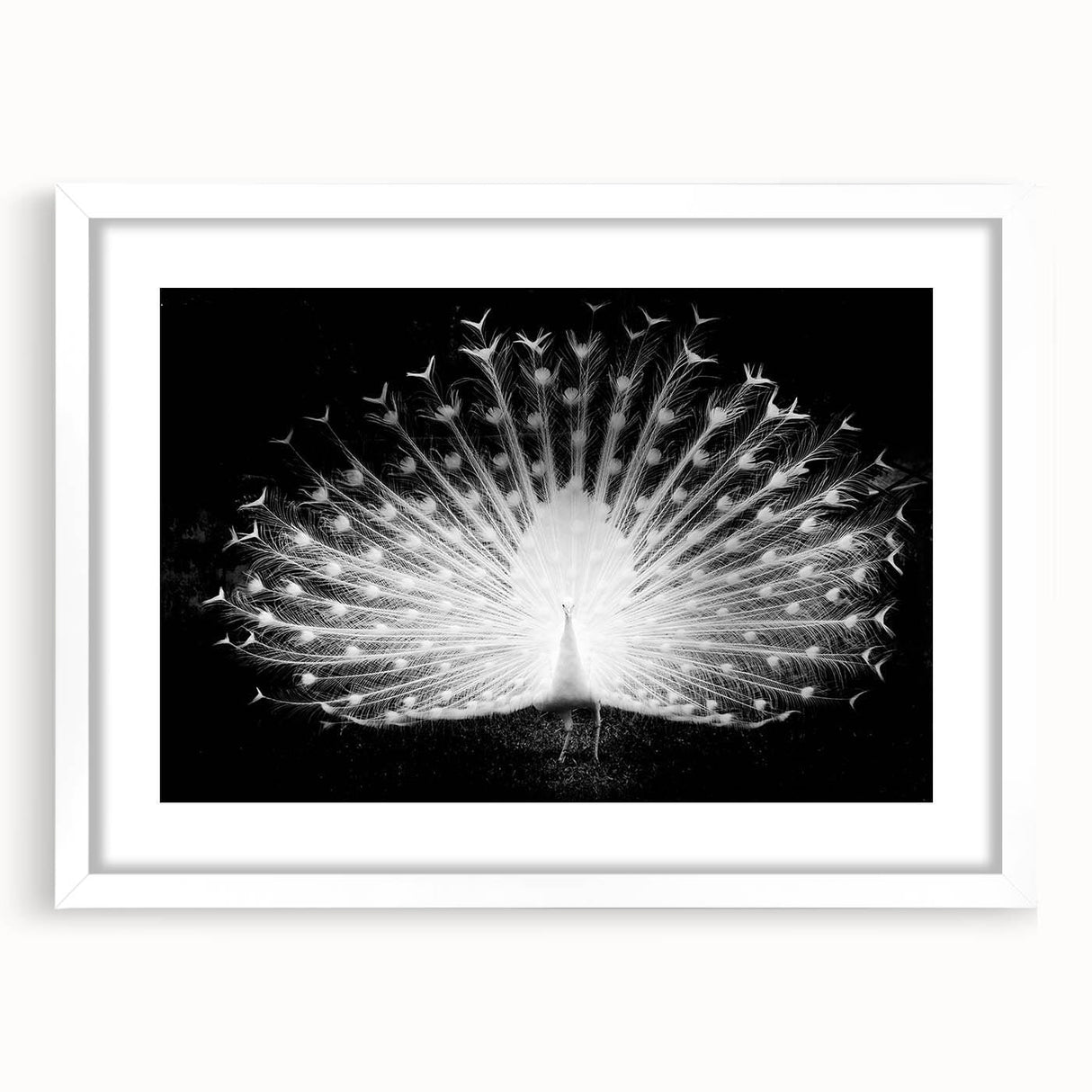 Peacock design wall art framed with a white mat, showcasing vibrant colors and intricate feather details, perfect for enhancing home decor aesthetics.