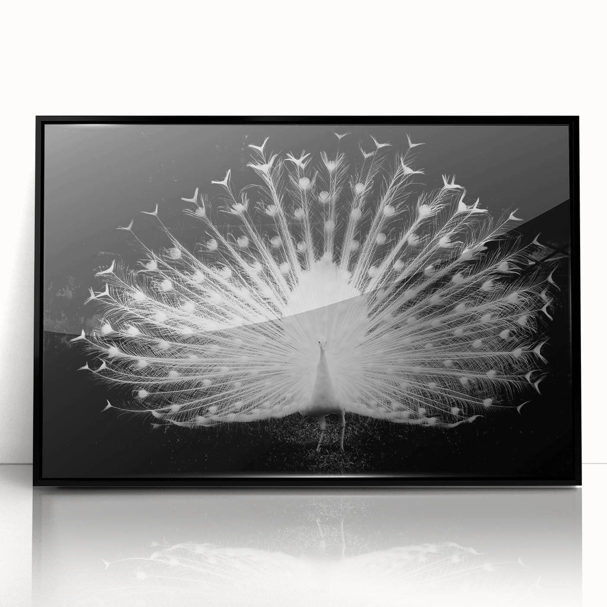 Framed wall art collection featuring a vibrant peacock design with intricate details, showcased in a sleek black frame, perfect for adding elegance to any decor.