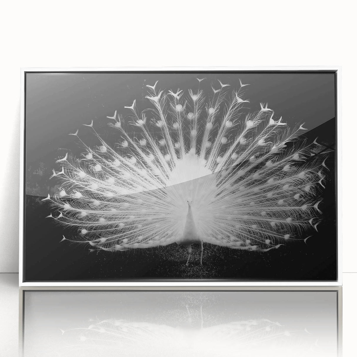 Framed wall art collection showcasing a vibrant peacock design in rich colors, featuring an elegant white frame, perfect for home decor and enhancing interior spaces.