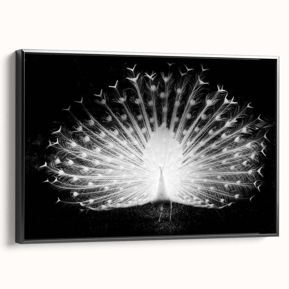 Framed wall art collection featuring a vibrant peacock design on canvas, showcasing rich colors and intricate details, set against a sleek black frame. Perfect for enhancing modern decor.