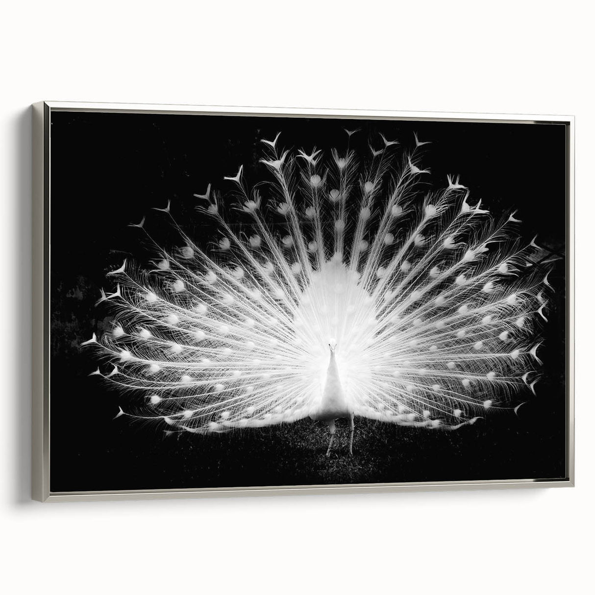 Framed canvas wall art featuring a vibrant peacock design in silver tones, showcasing intricate feather details and elegant colors, perfect for modern decor.