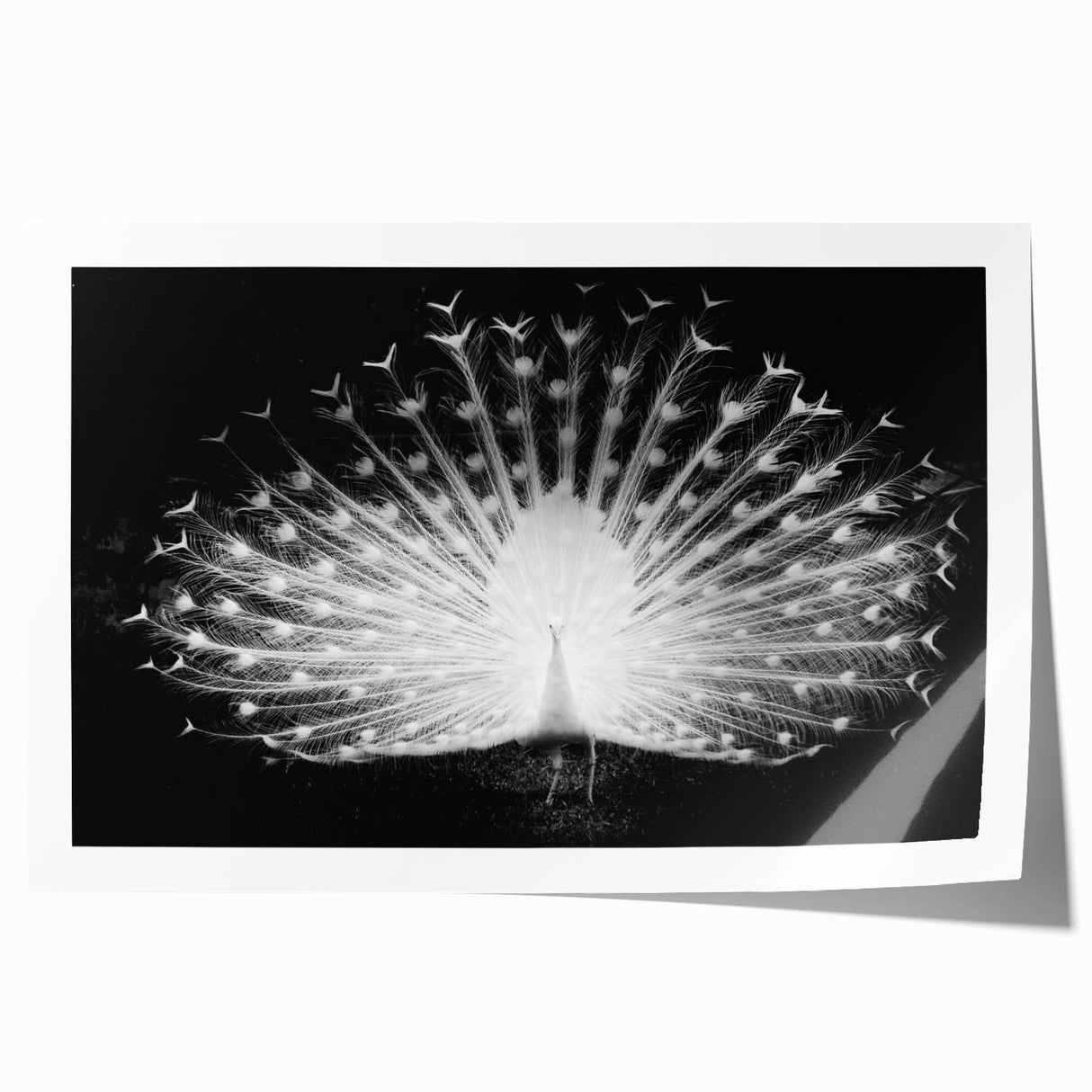 Vibrant peacock design wall art print showcasing intricate feather details in rich blues and greens, rolled for easy framing and display. Perfect for home decor.