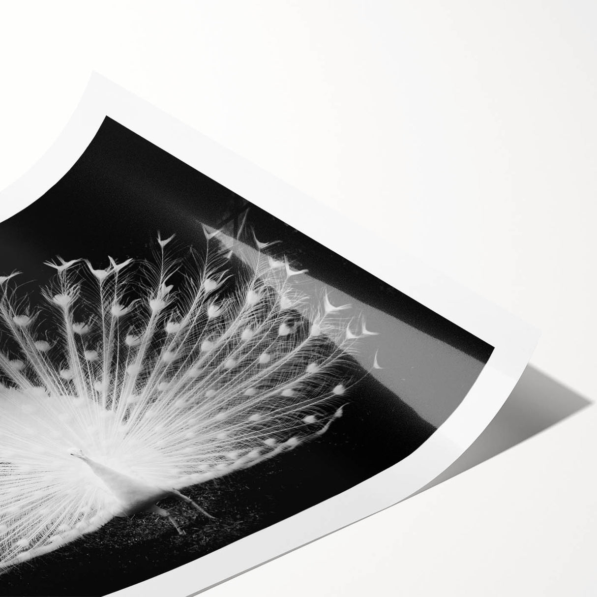 Vibrant rolled print of peacock design wall art featuring intricate feather details in shades of blue, green, and gold, perfect for home décor.