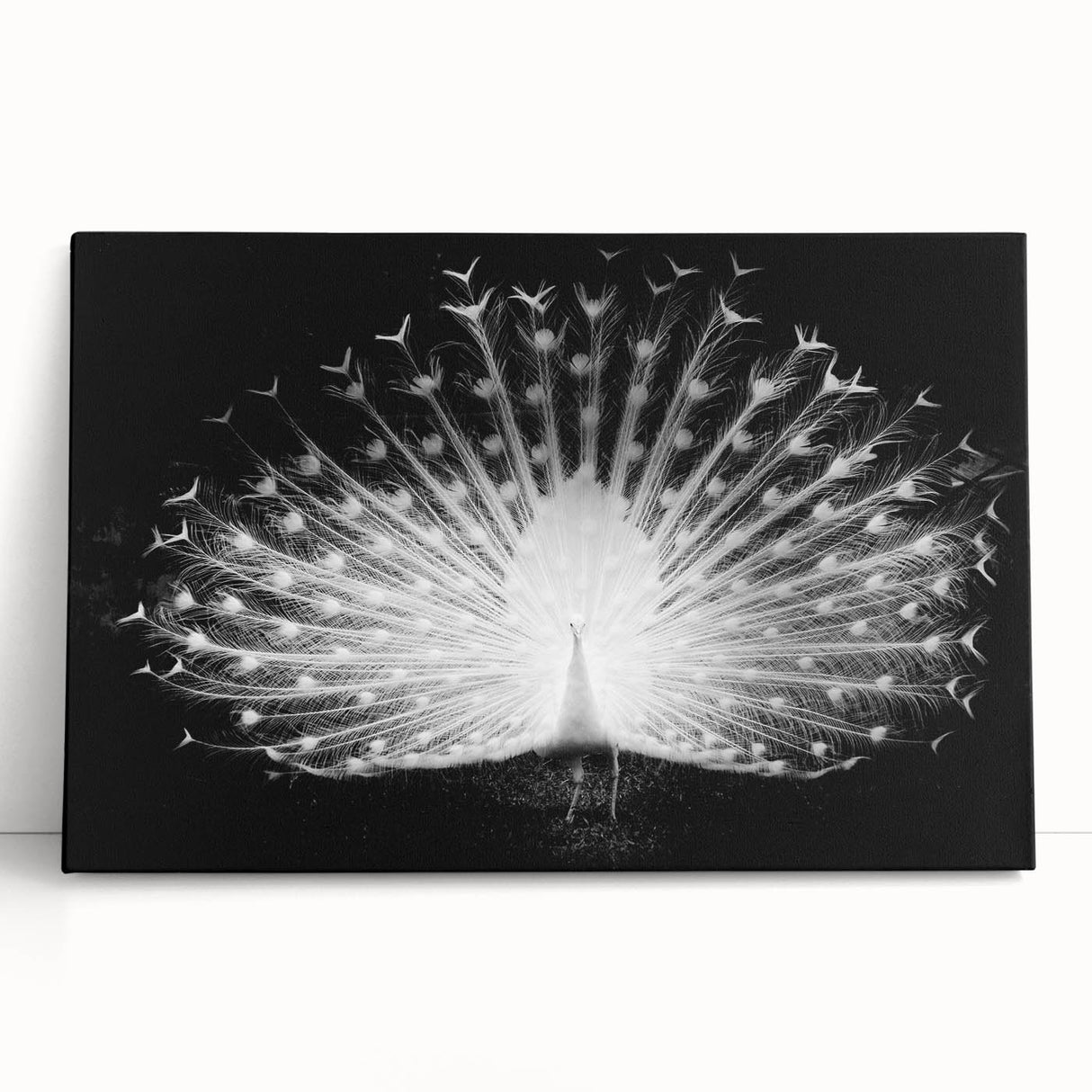 Vibrant peacock-themed wall art collection on stretched canvas, showcasing intricate designs and rich colors, perfect for enhancing modern home decor.