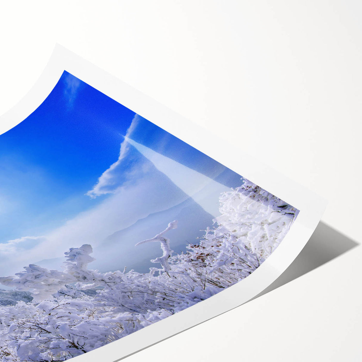 Extra large wall art featuring minimalist line art flowers in black on a white background, ideal for large living room decor.