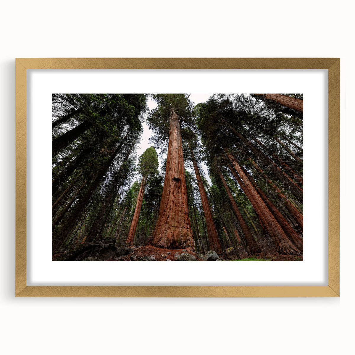 Extra large wall art featuring abstract textured sequoia tree design in gold frame, ideal for living room decor.