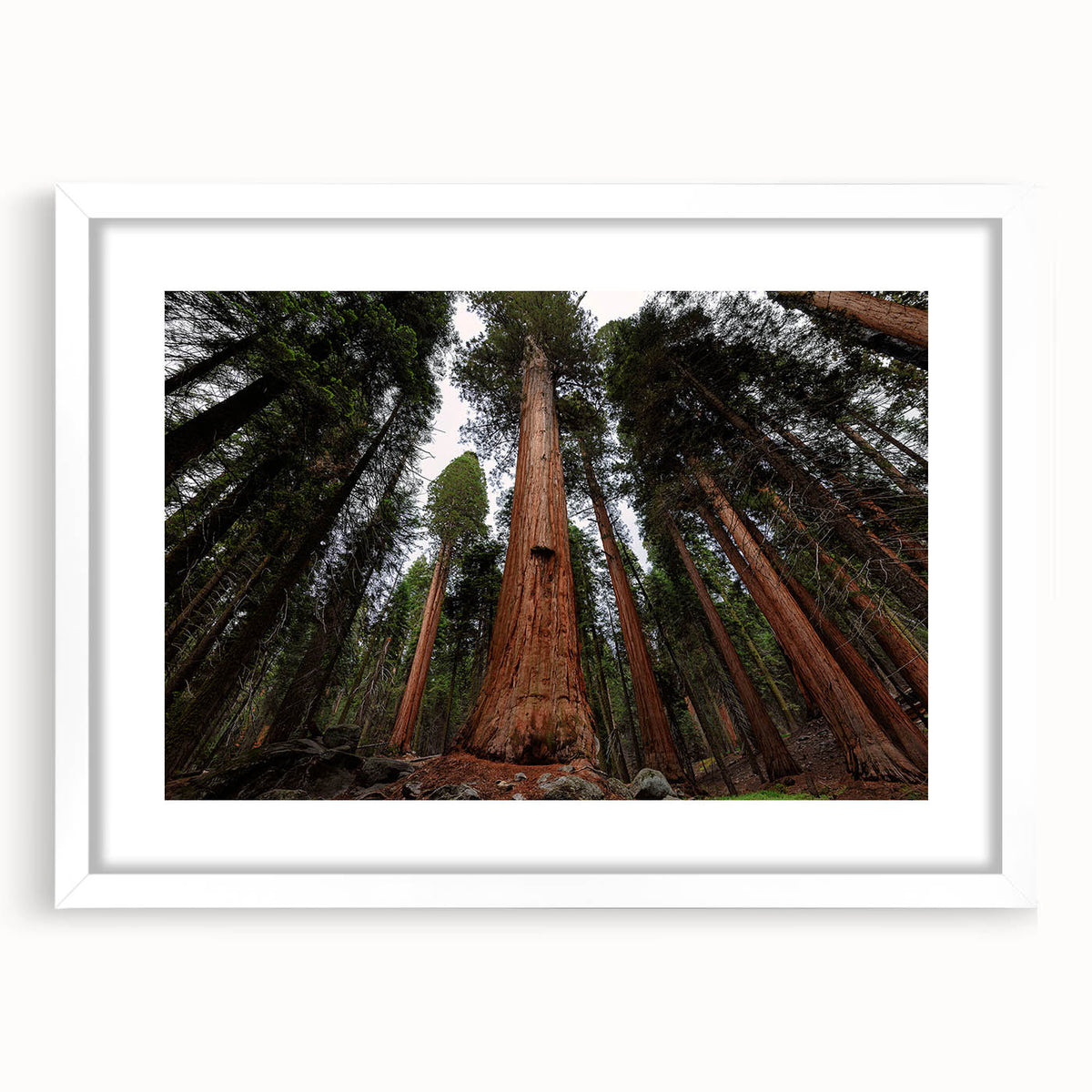 Abstract art print of California's Sequoia in muted green and brown tones on a framed white mat, ideal for dining room decor.