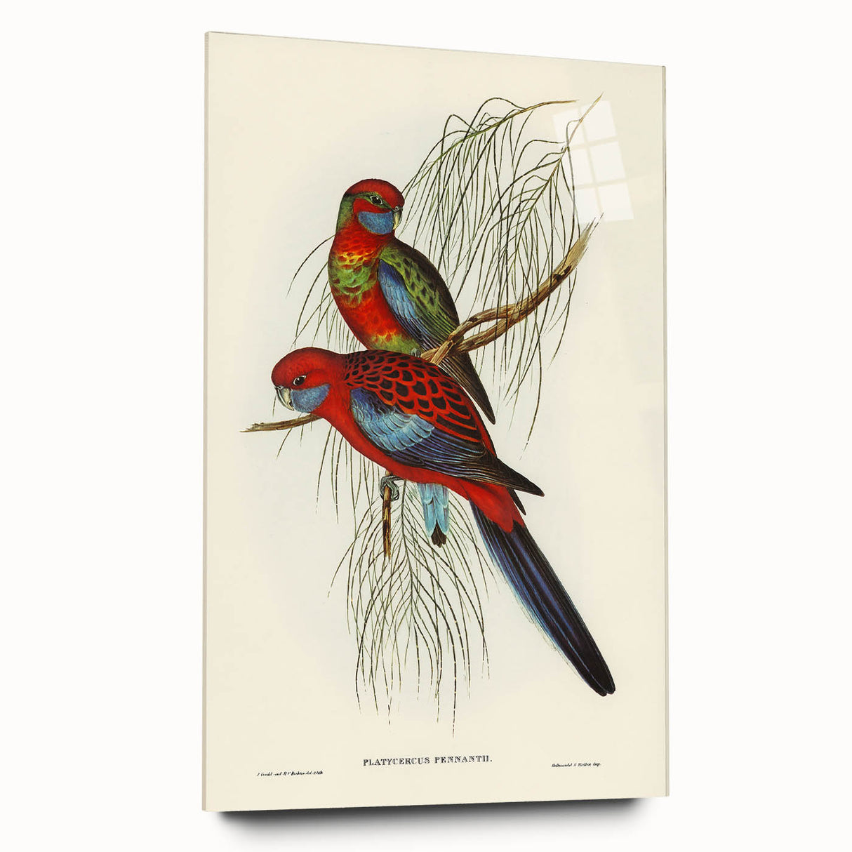 Classic Romantic Paintings: Pennant's Parakeet - Romantic Art Prints