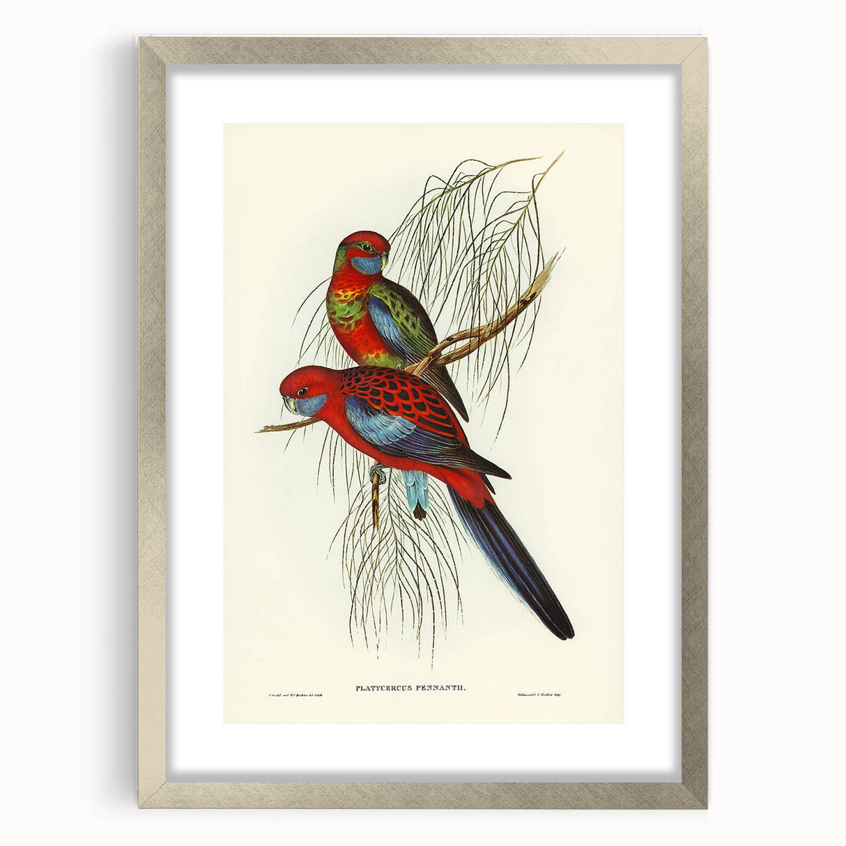 Classic Romantic Paintings: Pennant's Parakeet - Romantic Art Prints