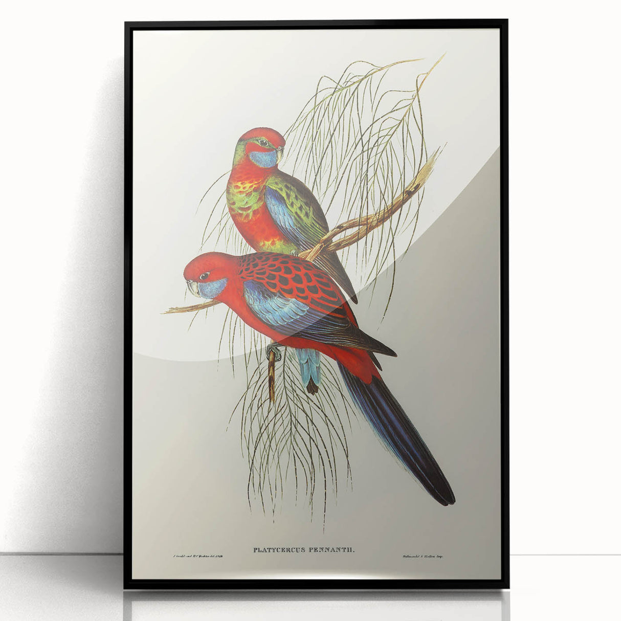 Classic Romantic Paintings: Pennant's Parakeet - Romantic Art Prints