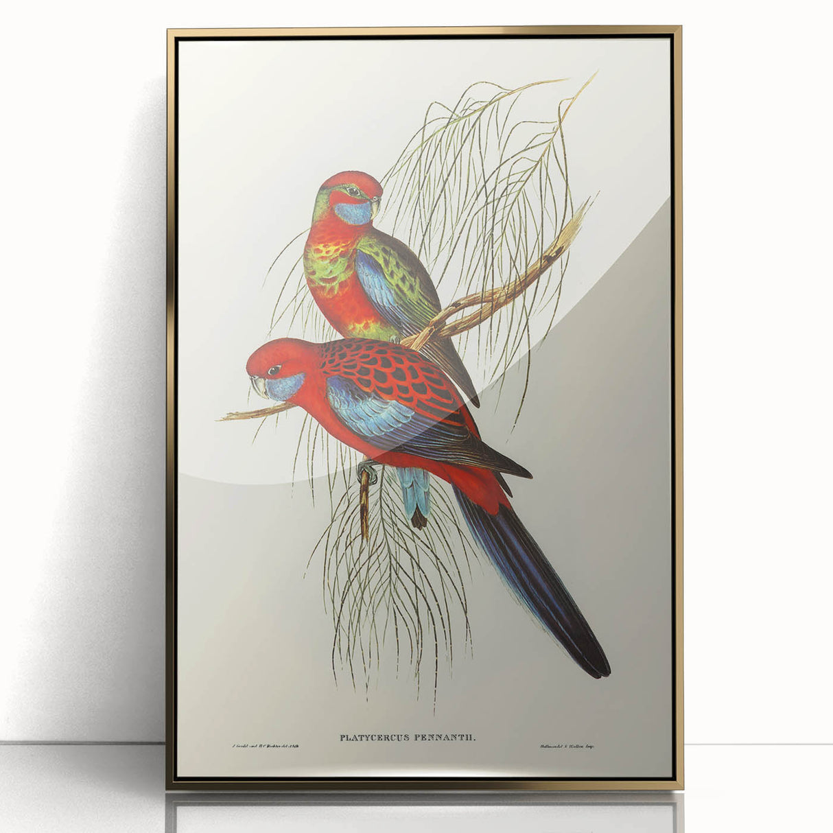 Classic Romantic Paintings: Pennant's Parakeet - Romantic Art Prints