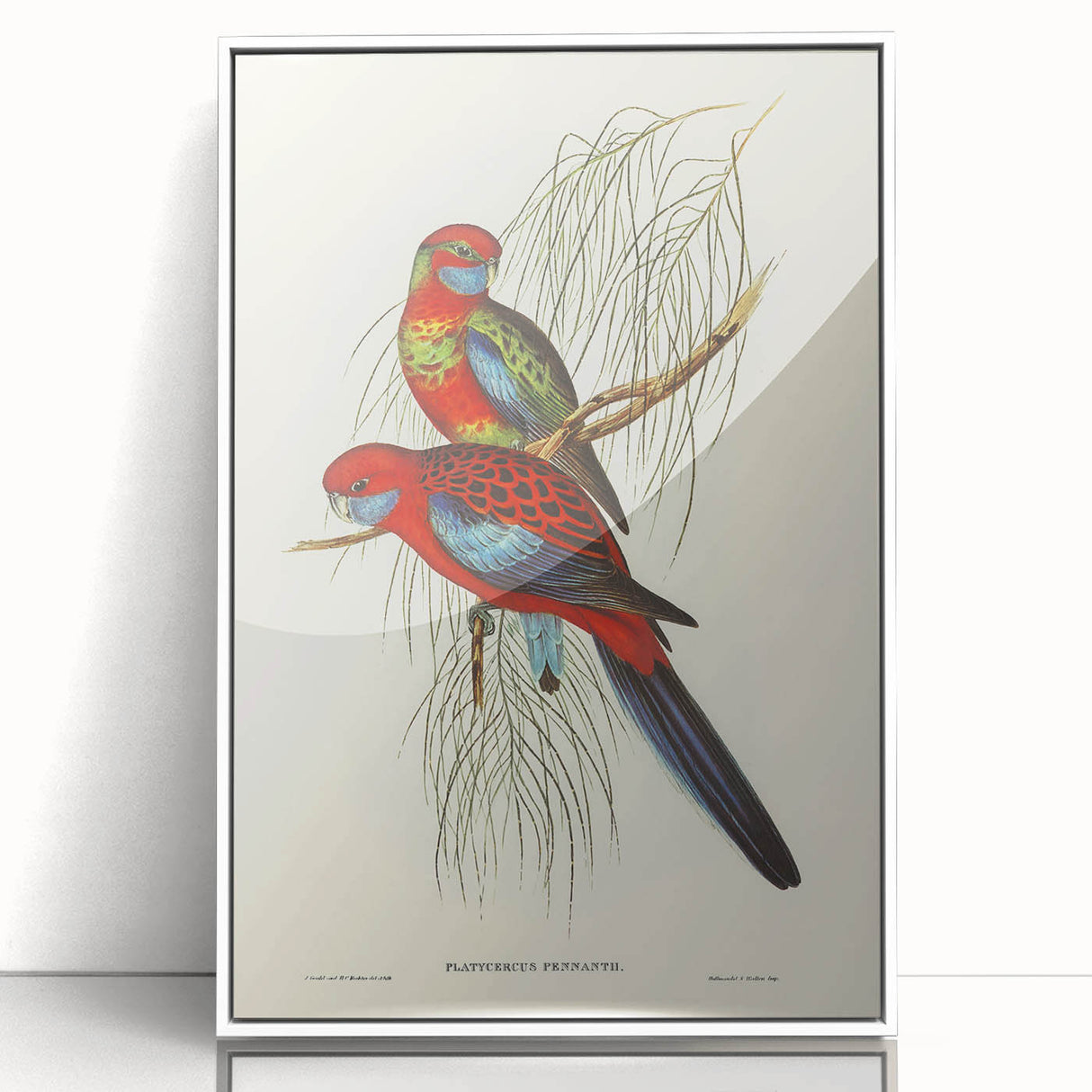 Classic Romantic Paintings: Pennant's Parakeet - Romantic Art Prints