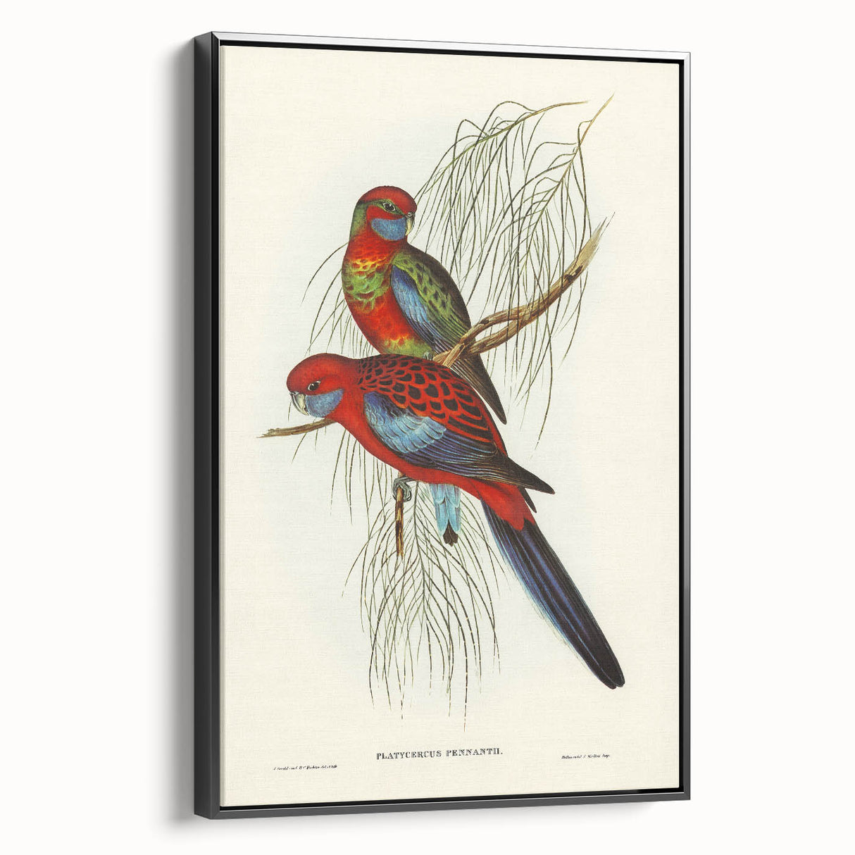 Classic Romantic Paintings: Pennant's Parakeet - Romantic Art Prints