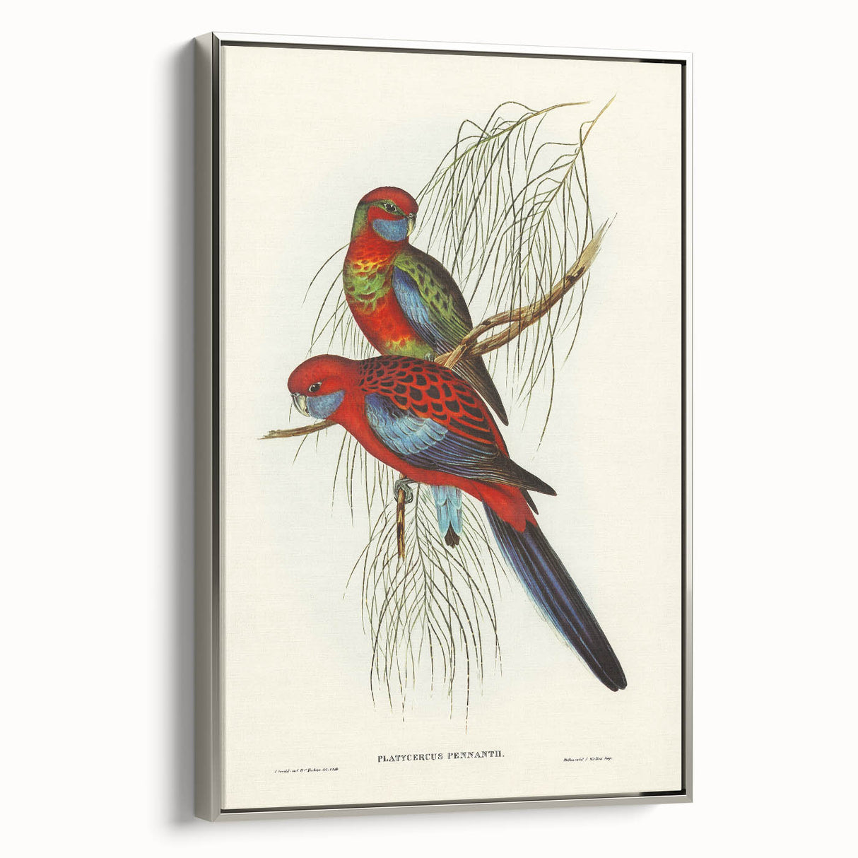 Classic Romantic Paintings: Pennant's Parakeet - Romantic Art Prints