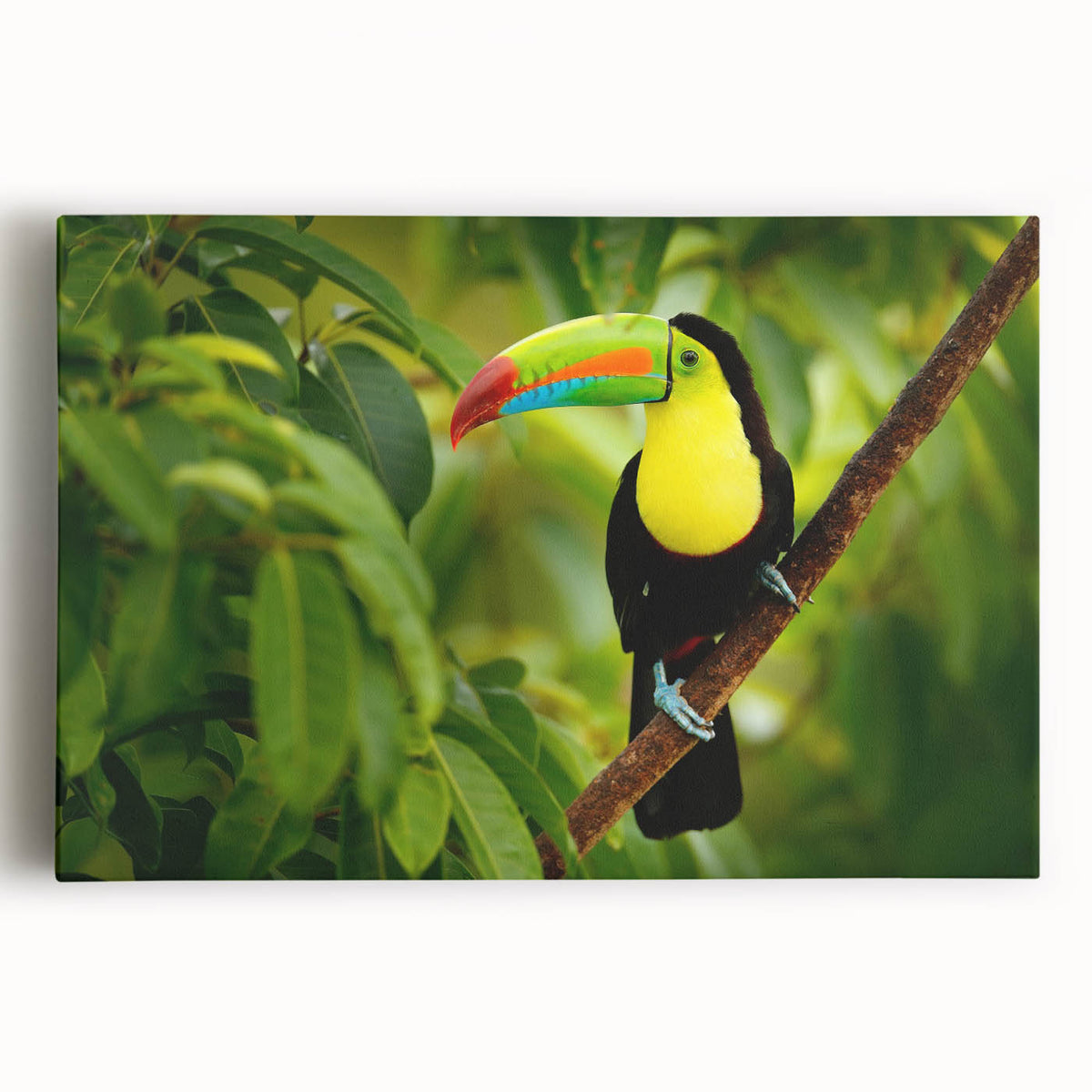 Black and white stretched canvas featuring a panoramic view of Belize, ideal for kitchen art.