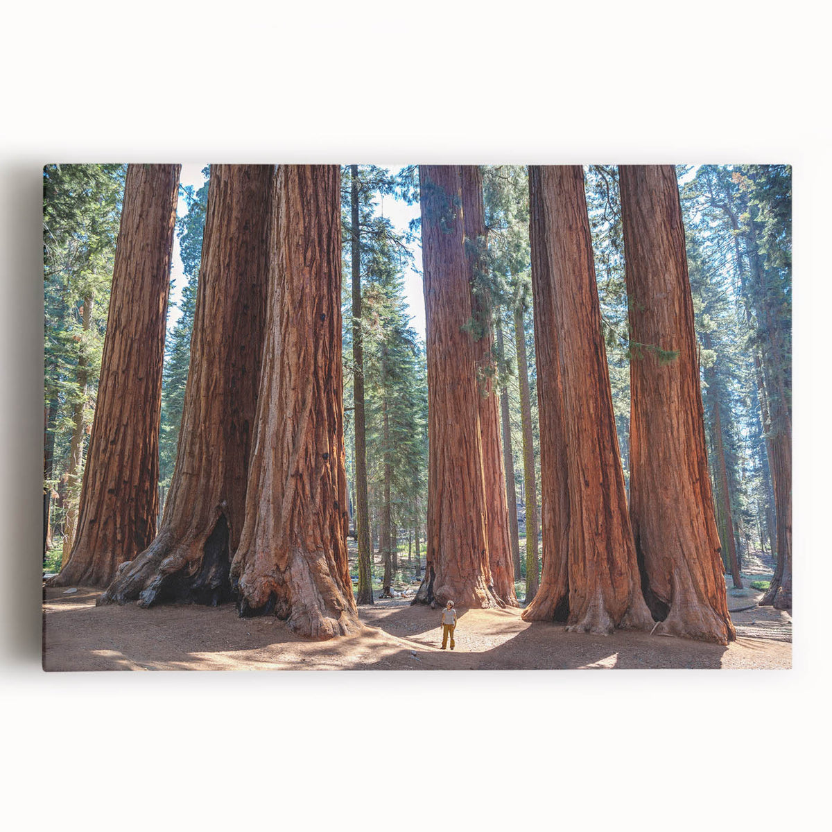Large black and white photo of California's Sequoia trees on stretched canvas, suitable for kitchen wall art.