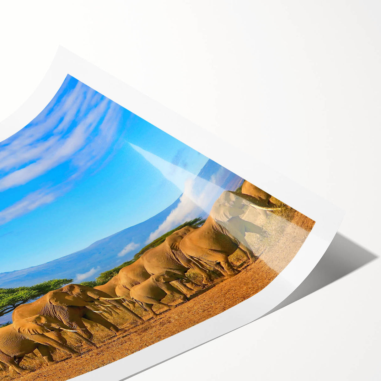 Extra large wall art featuring line art flowers in neutral tones on a rolled canvas, ideal for large living room decor.