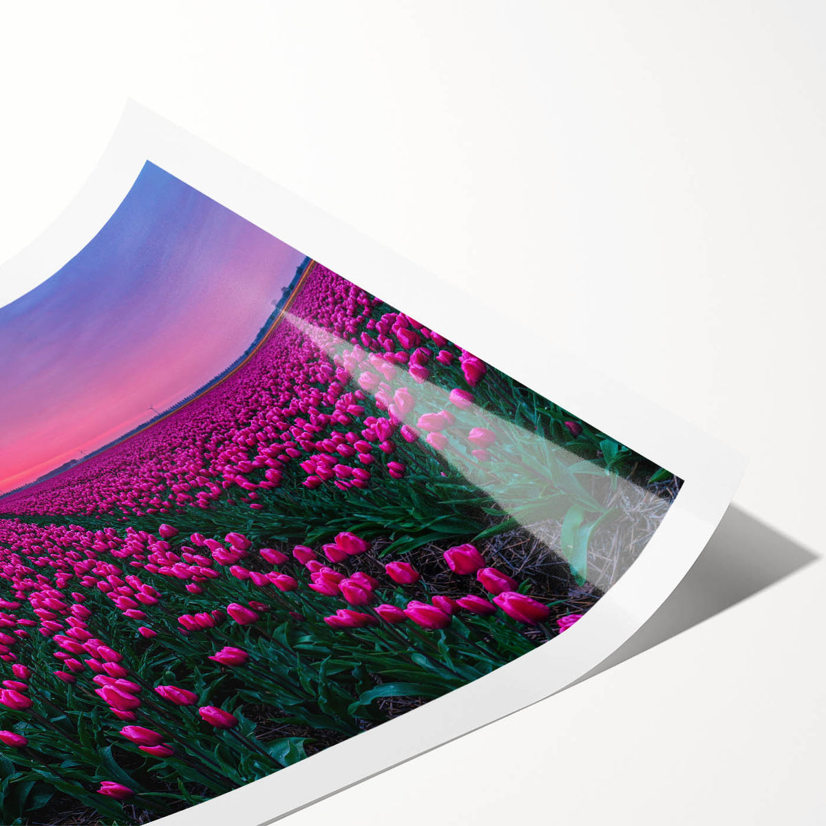 Extra large wall art featuring line art flowers in black on a white background, rolled print.