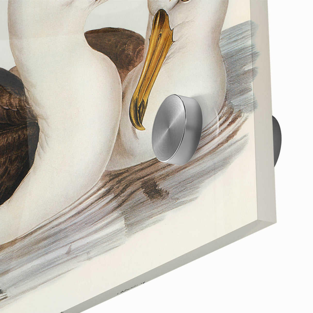 Romanticism Art: Black-Browed Albatross by Elizabeth Gould