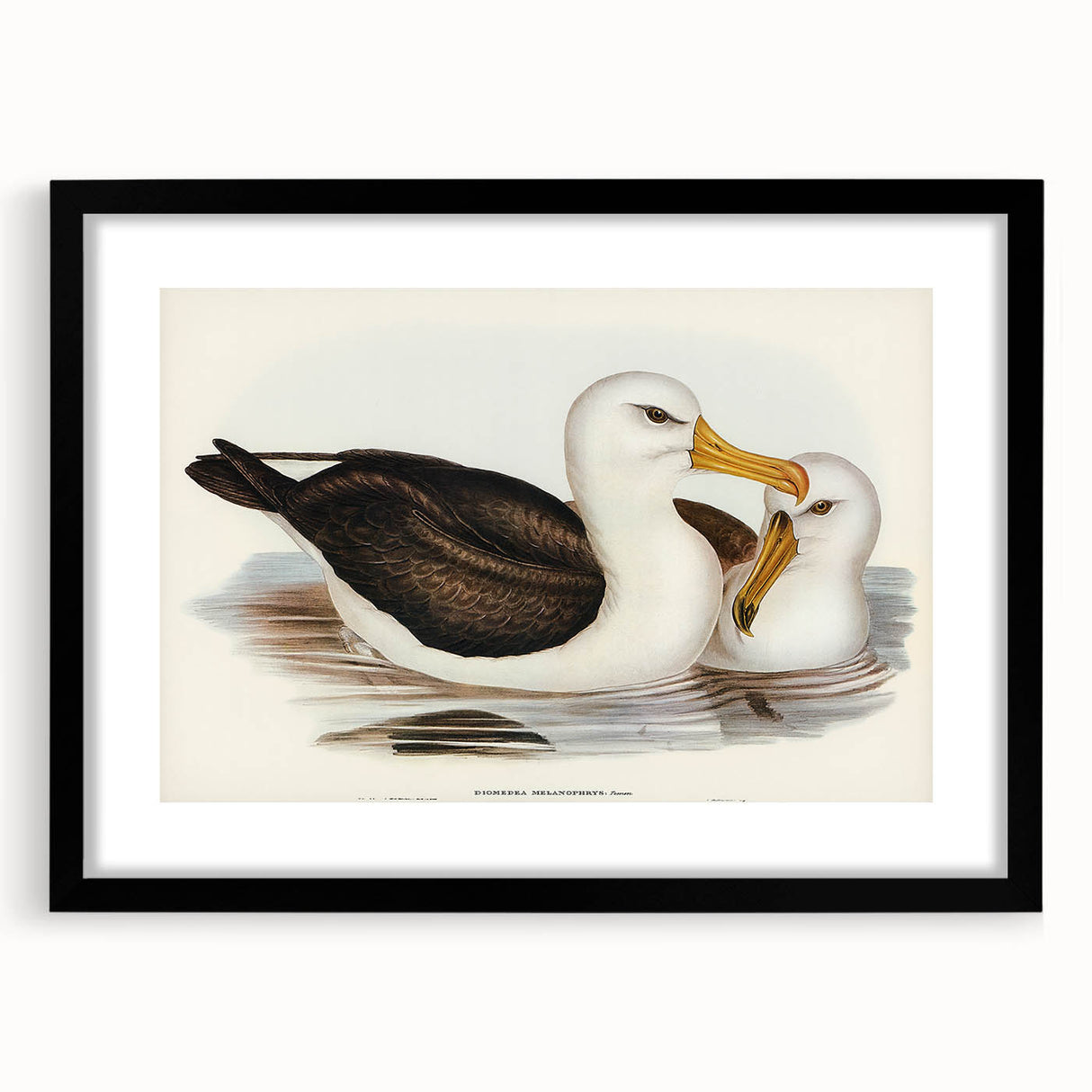 Romanticism Art: Black-Browed Albatross by Elizabeth Gould