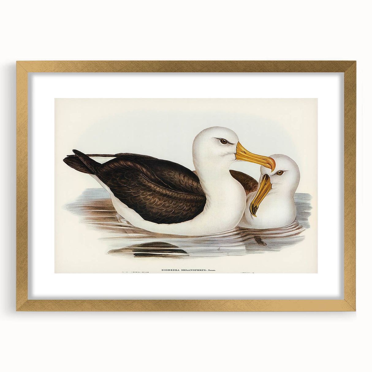 Romanticism Art: Black-Browed Albatross by Elizabeth Gould