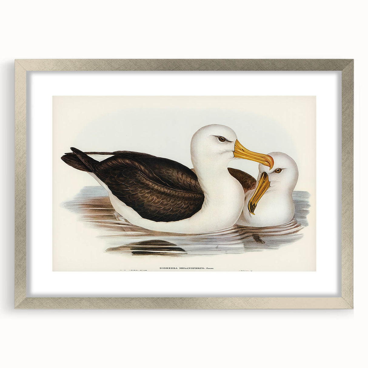 Romanticism Art: Black-Browed Albatross by Elizabeth Gould