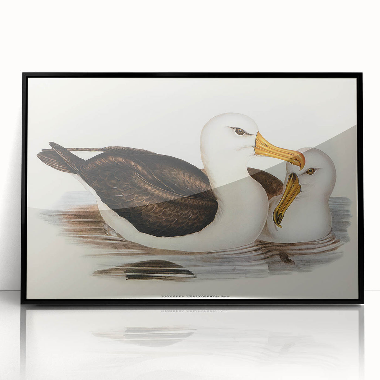 Romanticism Art: Black-Browed Albatross by Elizabeth Gould