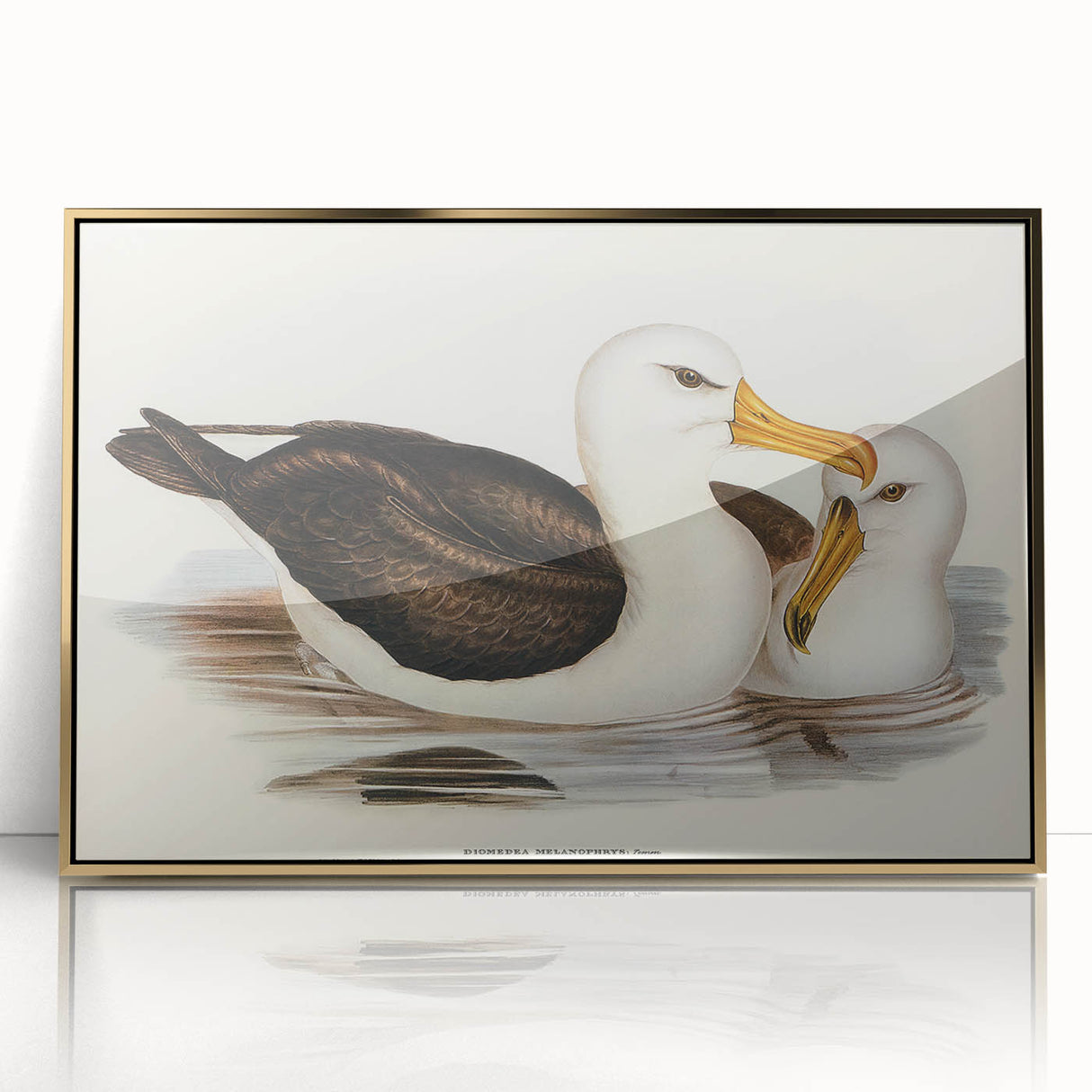 Romanticism Art: Black-Browed Albatross by Elizabeth Gould