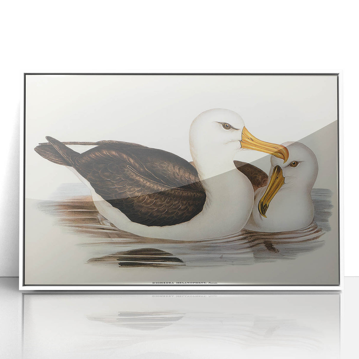 Romanticism Art: Black-Browed Albatross by Elizabeth Gould