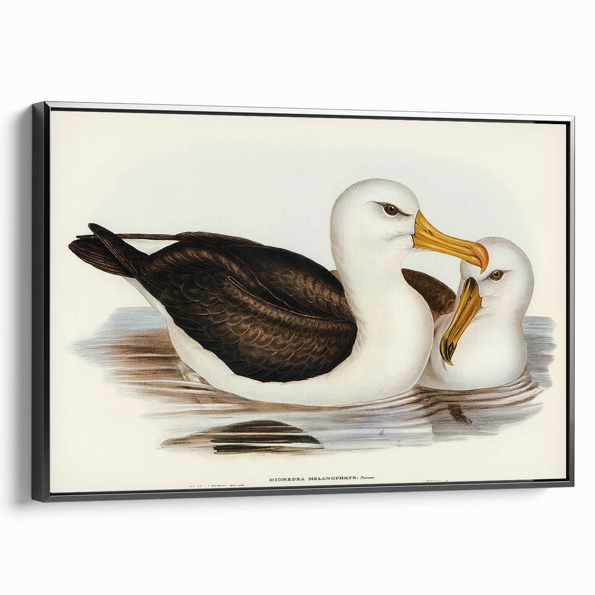 Romanticism Art: Black-Browed Albatross by Elizabeth Gould