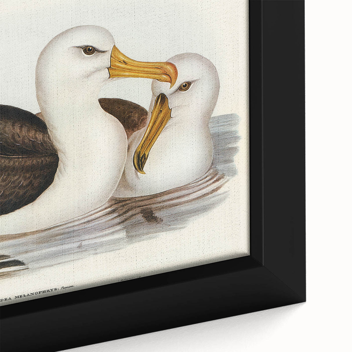 Romanticism Art: Black-Browed Albatross by Elizabeth Gould