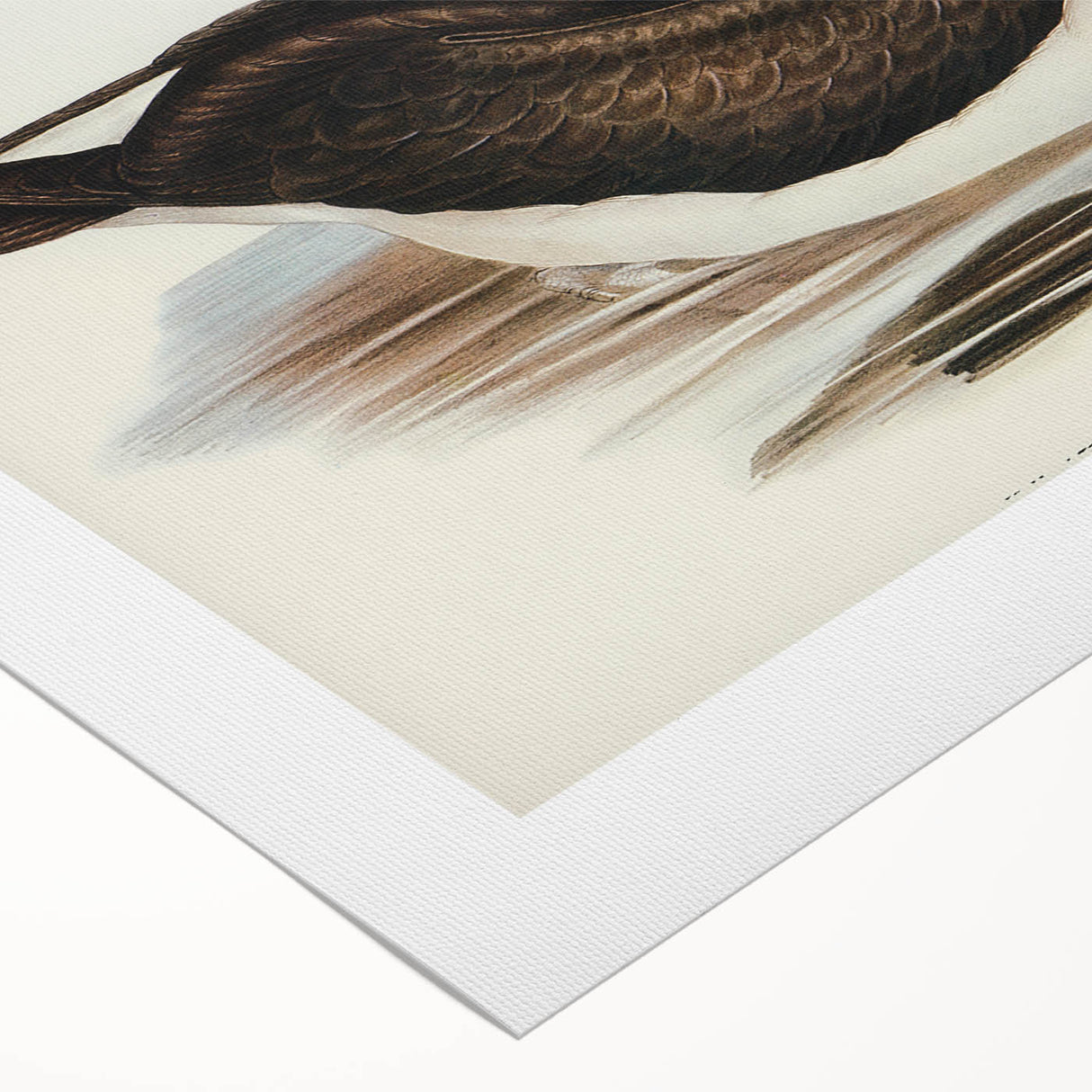 Romanticism Art: Black-Browed Albatross by Elizabeth Gould