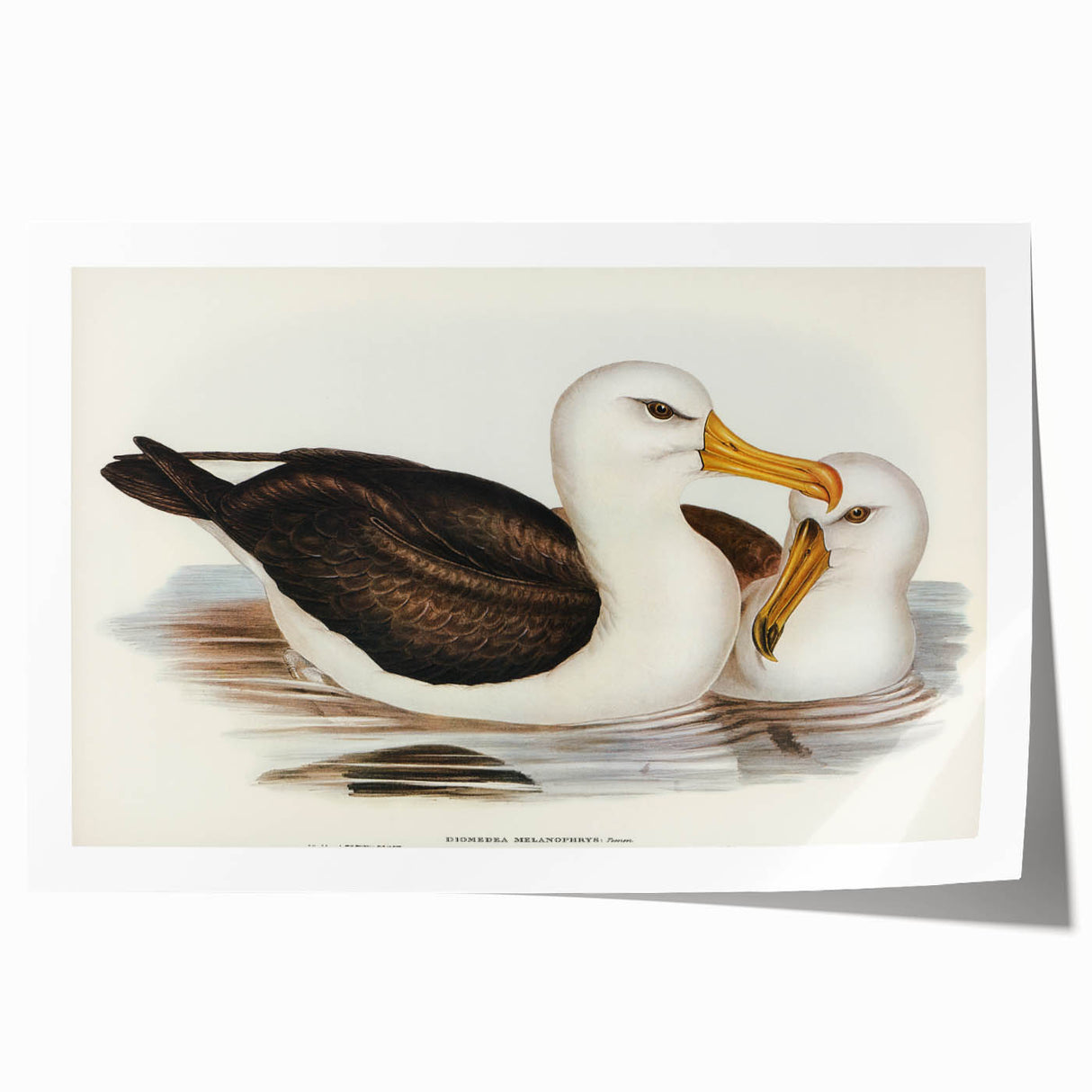 Romanticism Art: Black-Browed Albatross by Elizabeth Gould