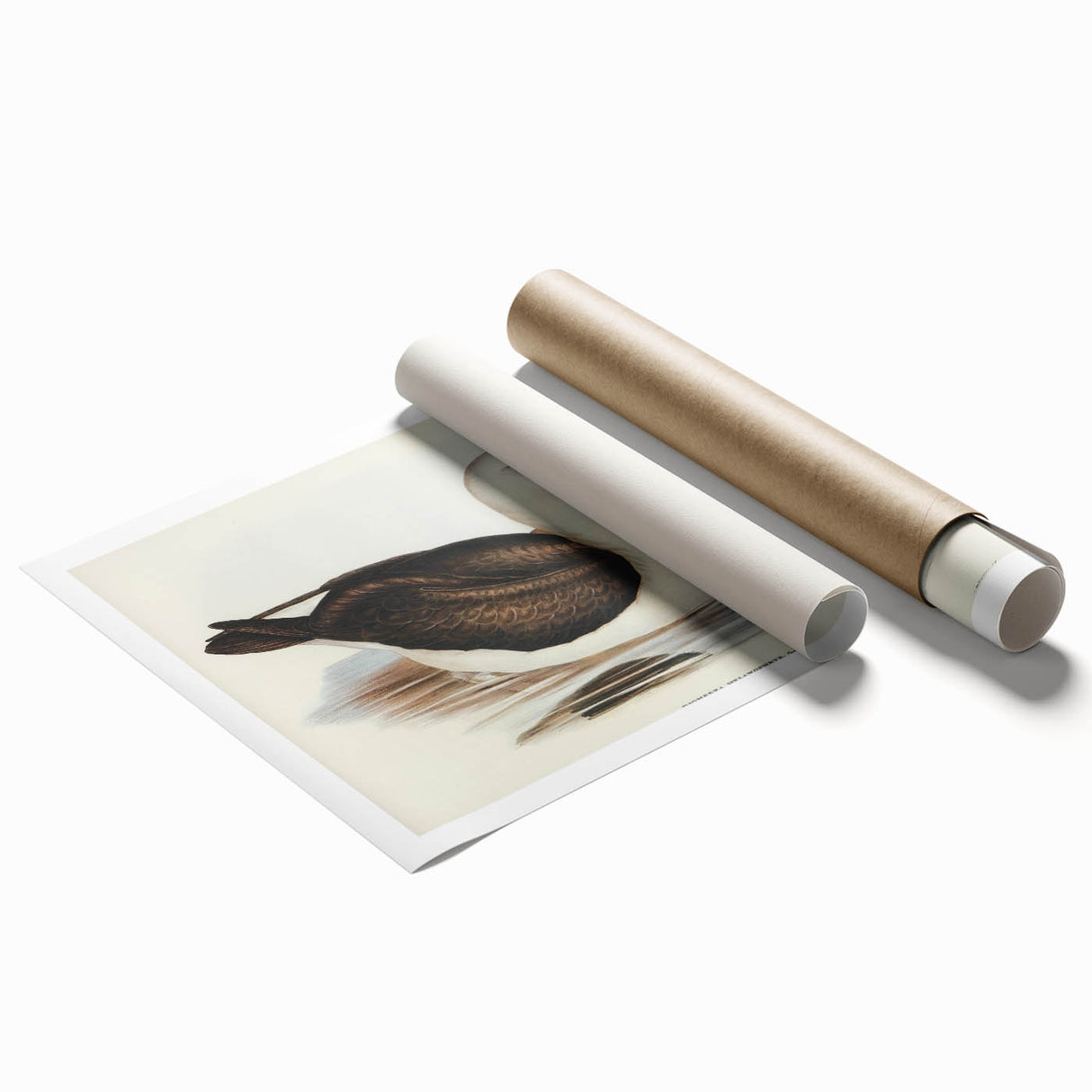 Romanticism Art: Black-Browed Albatross by Elizabeth Gould