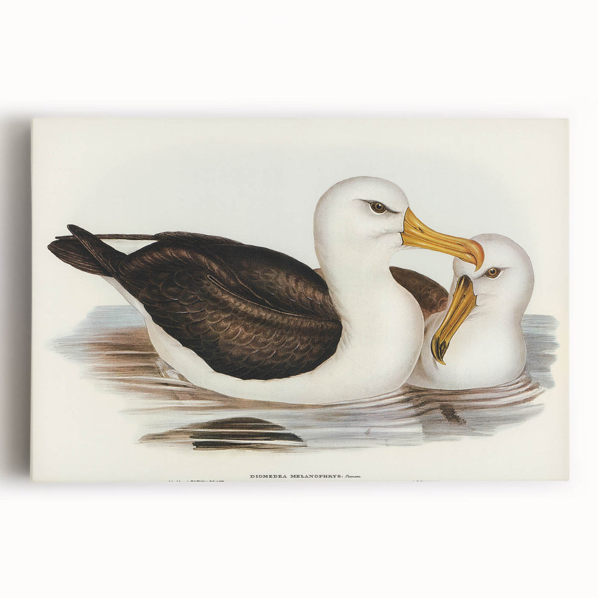 Romanticism Art: Black-Browed Albatross by Elizabeth Gould