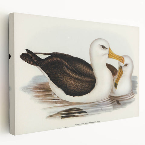 Romanticism Art: Black-Browed Albatross by Elizabeth Gould