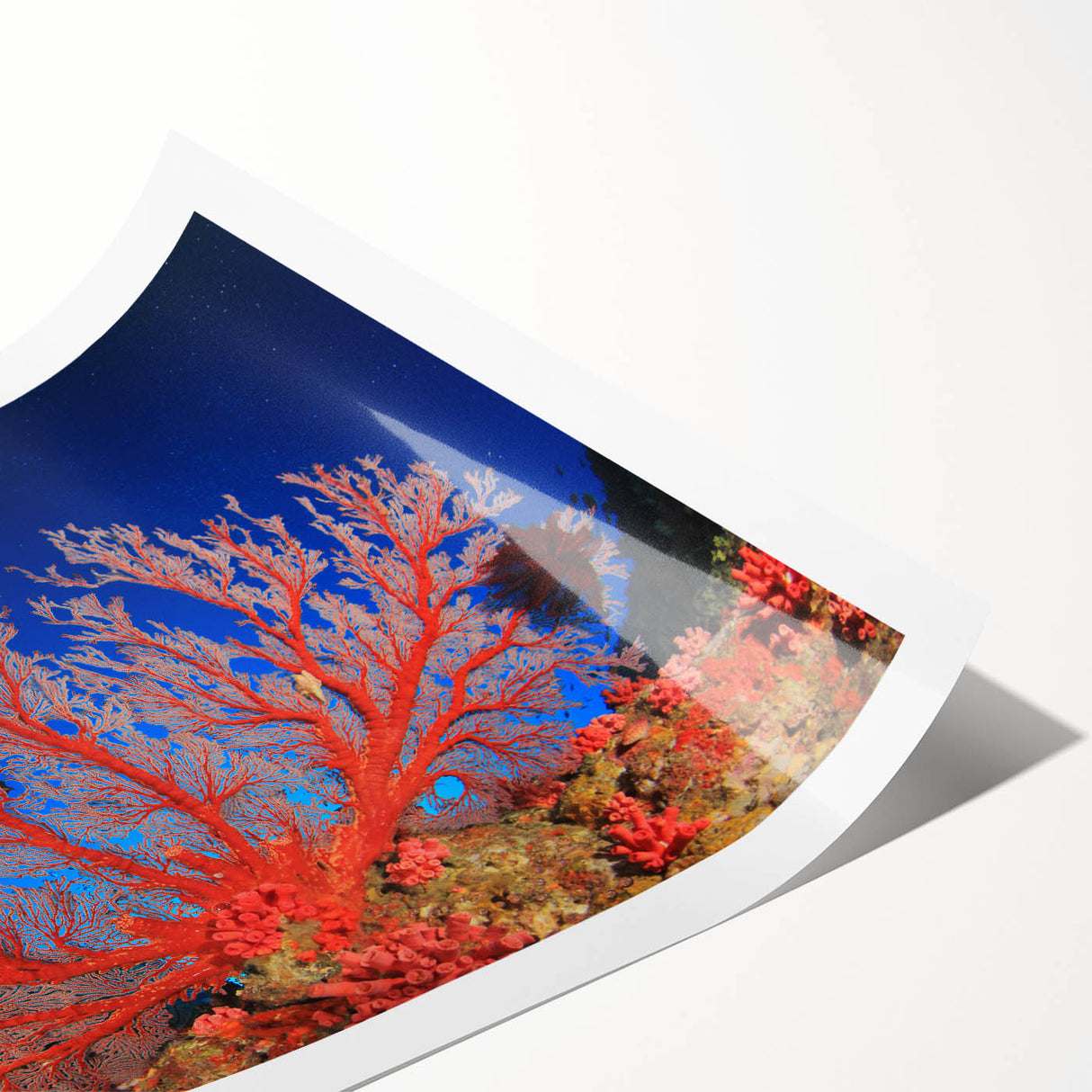 Extra large wall art featuring line art flowers and the Great Barrier Reef in muted blue and green tones on rolled print.