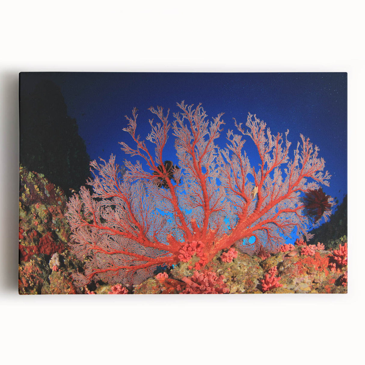 Black and white stretched canvas of the Great Barrier Reef, ideal for kitchen wall art.