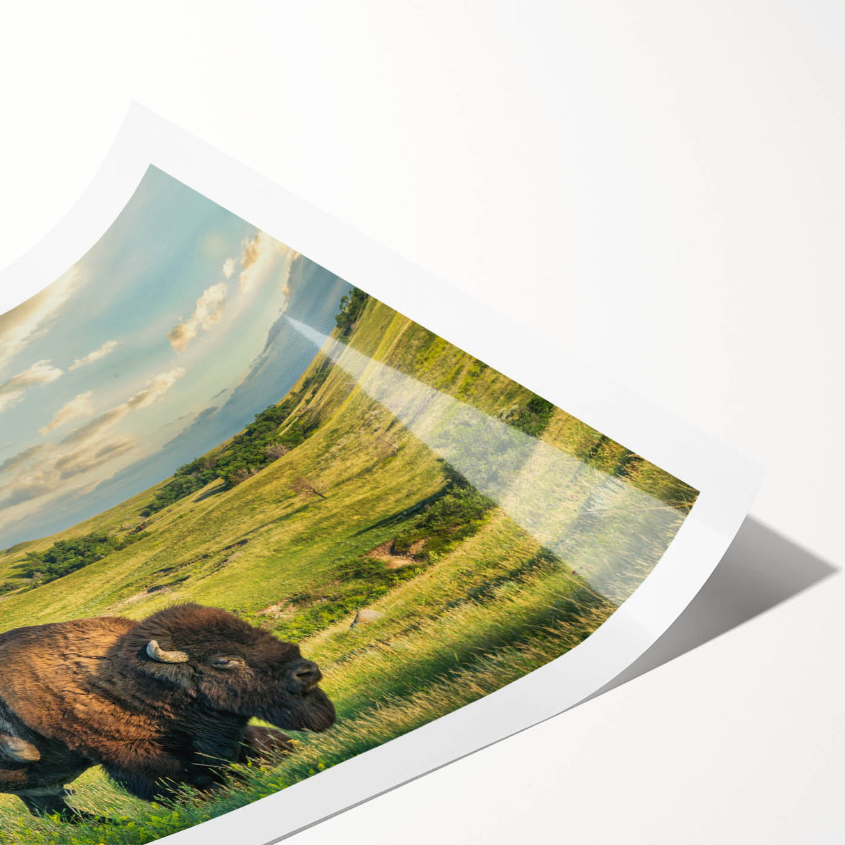 Extra large wall art featuring line art flowers in black on a white background, ideal for large living room wall decor.