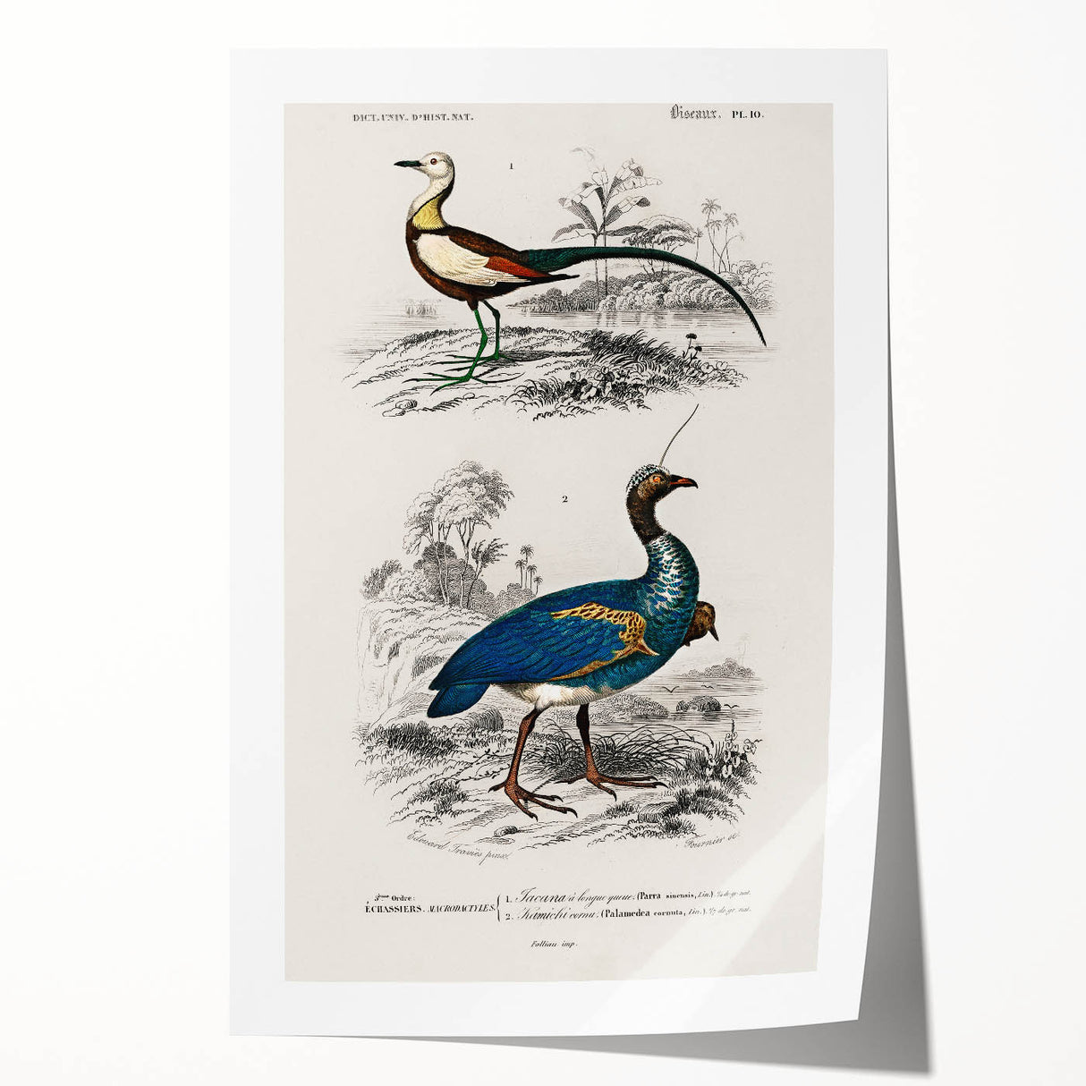 Historical Romanticism Canvas: Exotic Birds - Romantic Art Prints