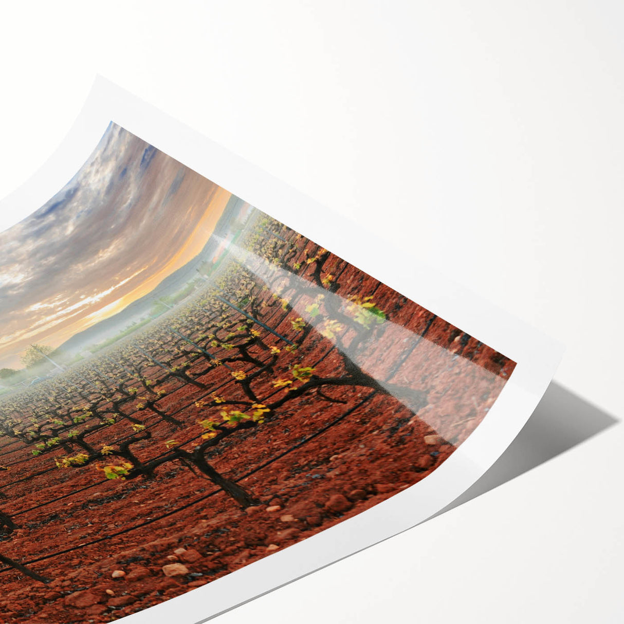 Extra large wall art featuring line art flowers over a muted beige background, ideal for large living room wall decor.