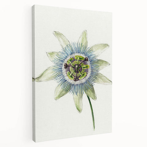 Famous Romantic Era Art: Passion Flower - Romantic Floral Canvas