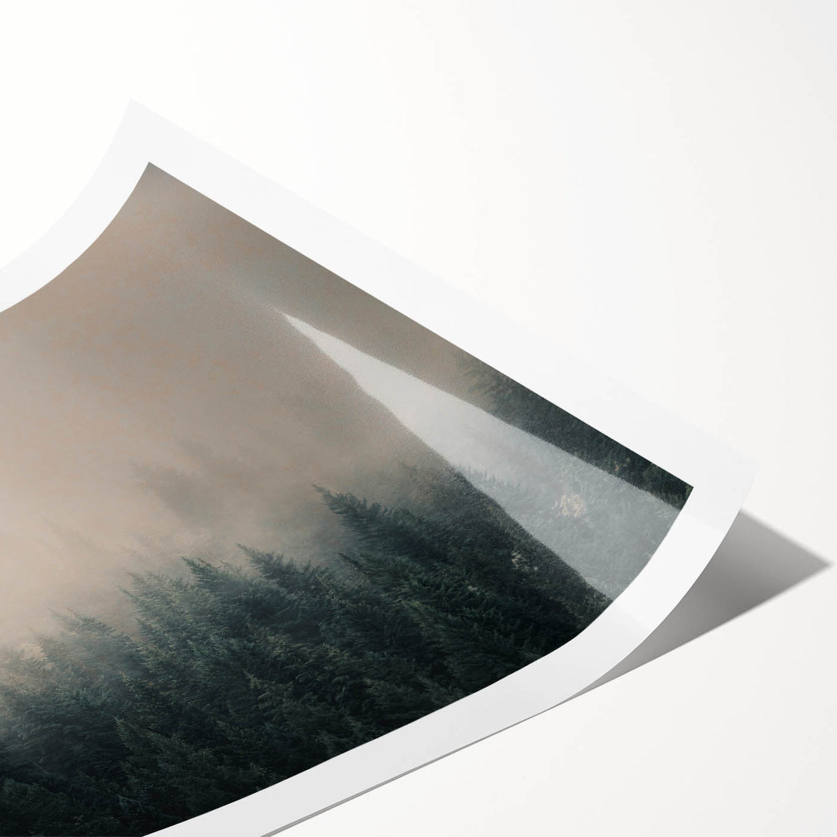 Extra large wall art featuring line art flowers on a rolled print, with a palette of soft greens and whites.