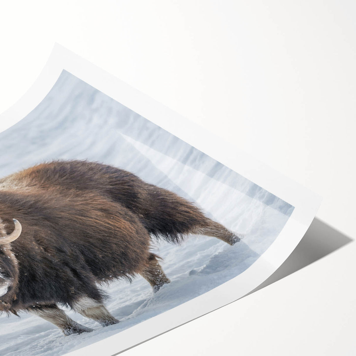 Extra large rolled print featuring line art flowers in muted earth tones, ideal for large living room wall art.