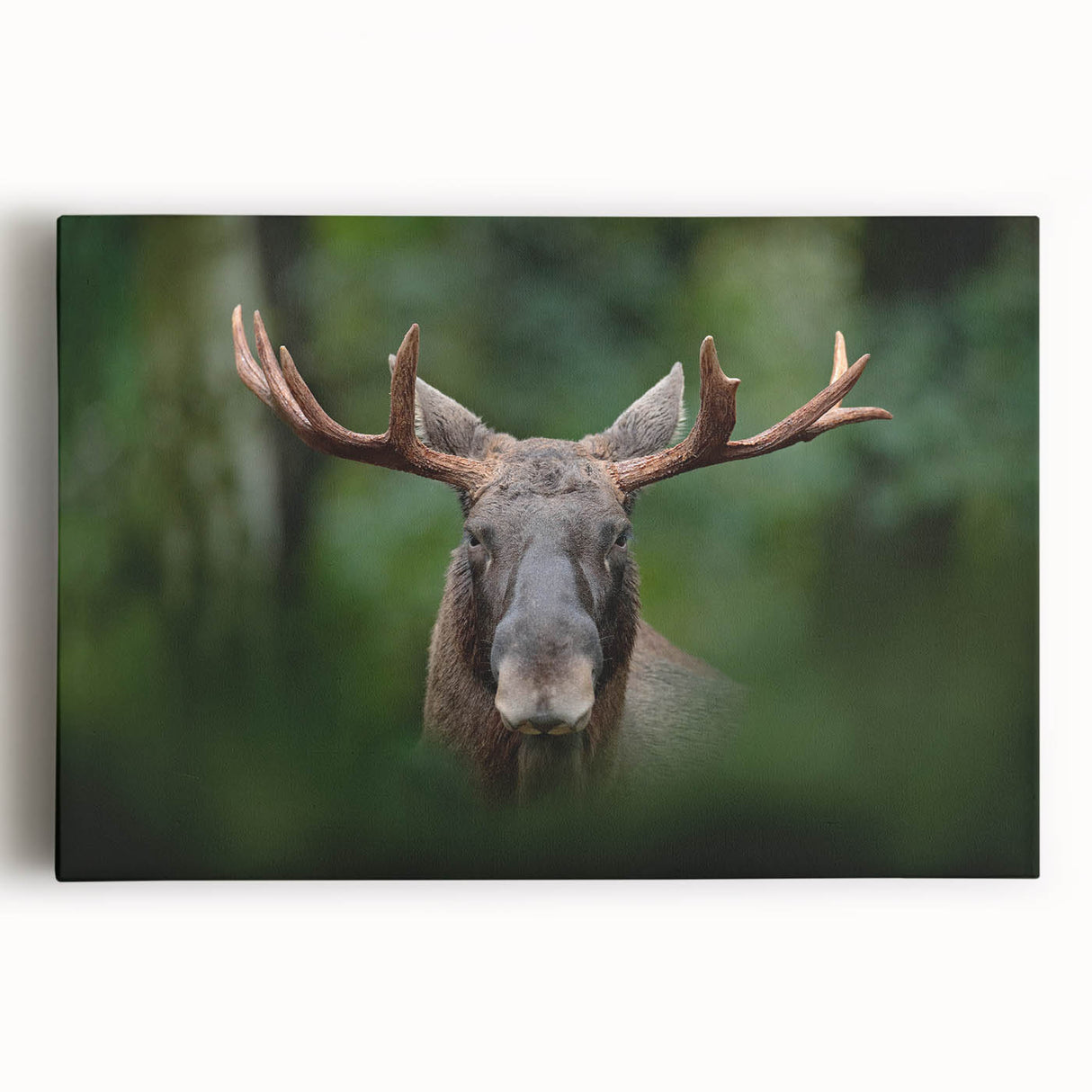 Black and white photograph of a serene Swedish landscape on large stretched canvas, ideal for kitchen wall art.