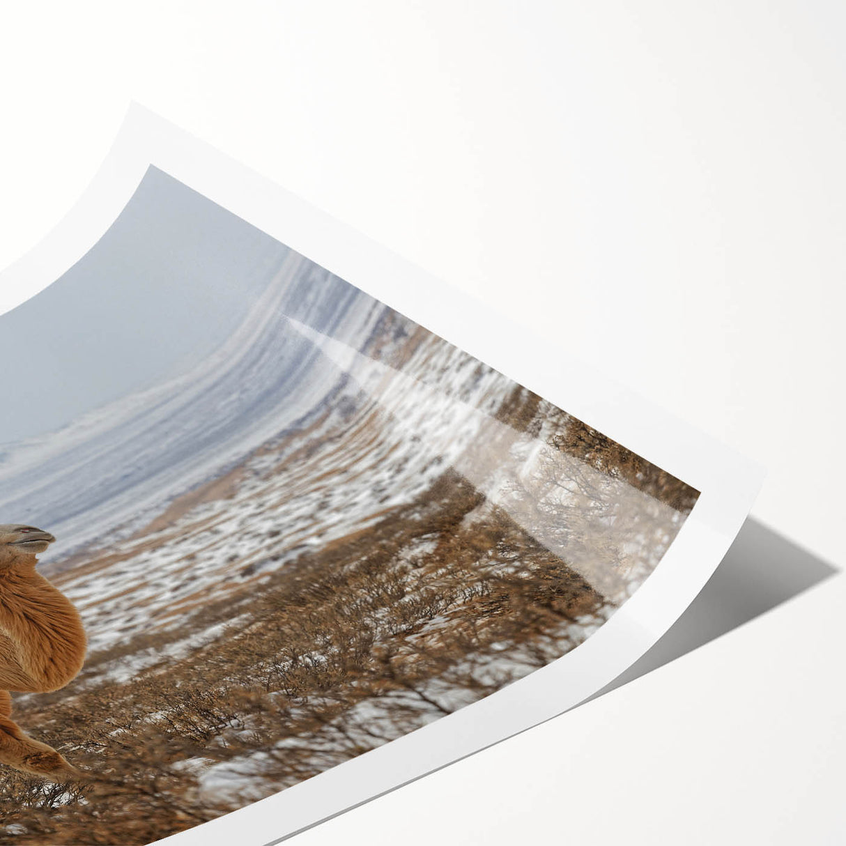 Extra large wall art featuring line art flowers in muted earth tones on a rolled canvas.