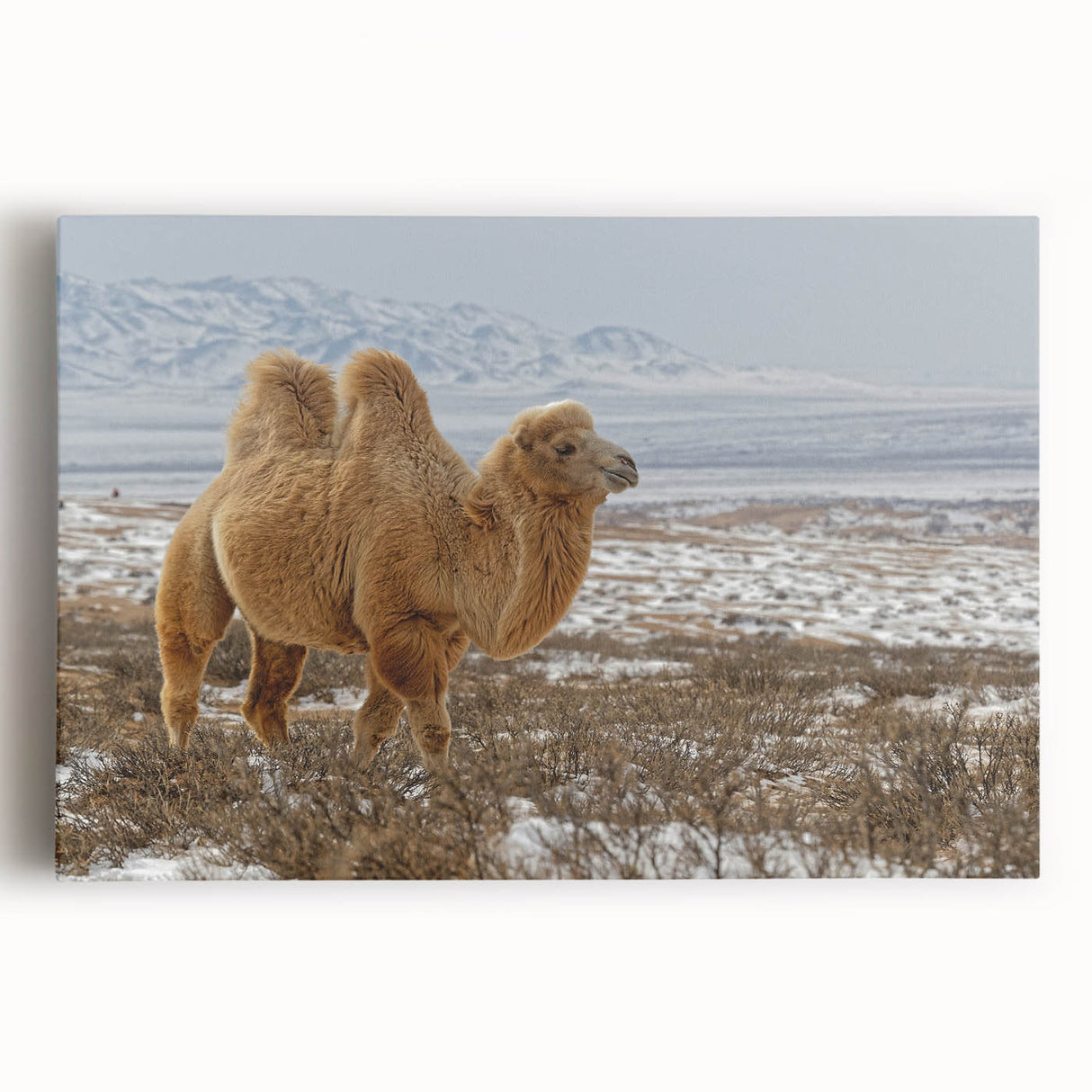 Black and white large art print of a Mongolian landscape on stretched canvas, suitable for kitchen wall art.
