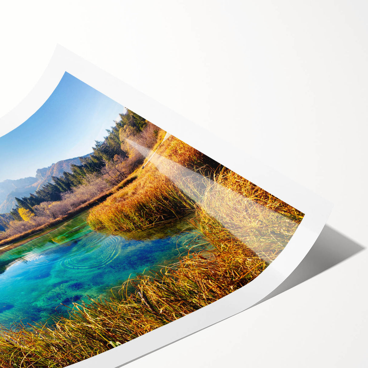 Extra large wall art featuring line art flowers in black on white, rolled print format, ideal for large living room decor.