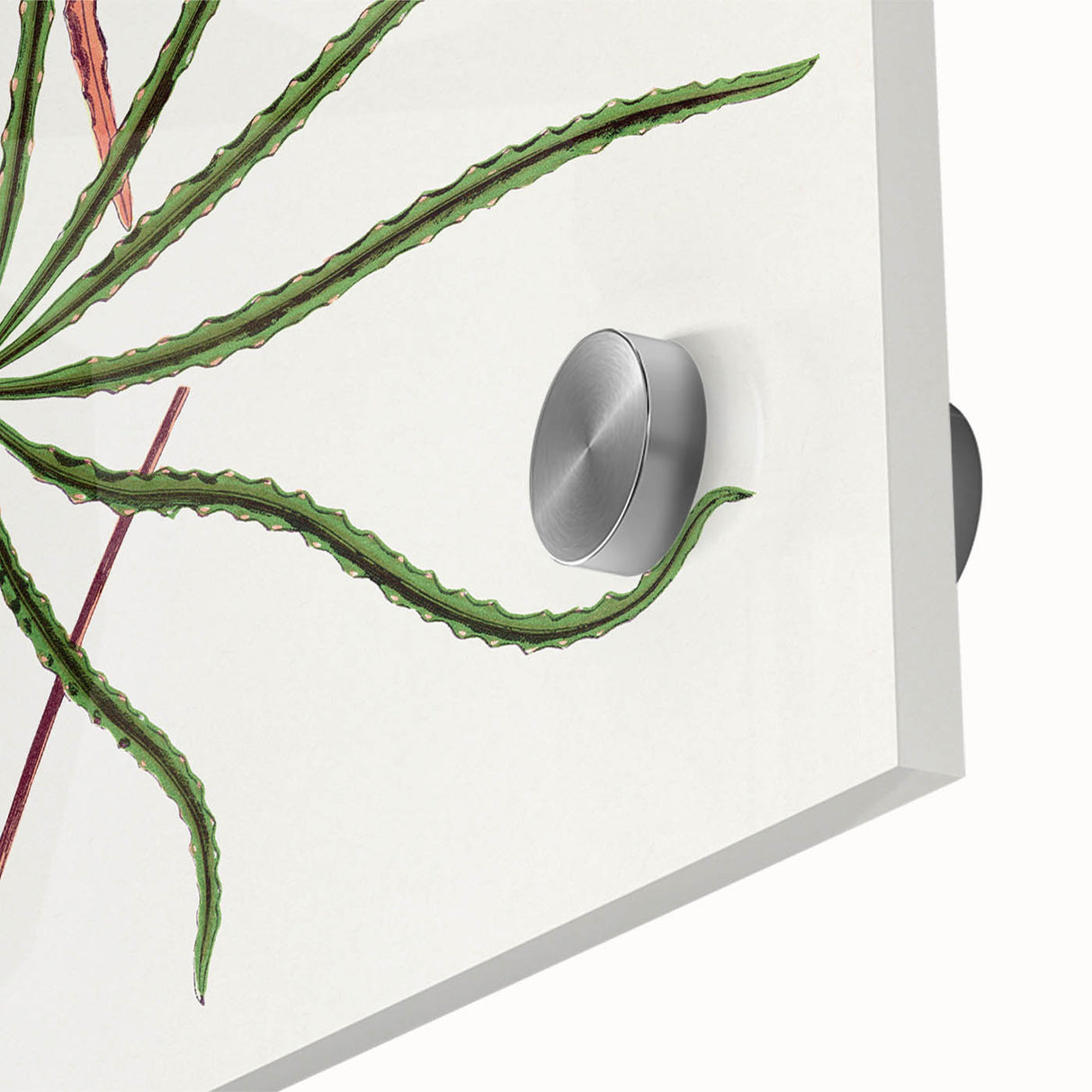 Romanticism Art: "Aralia Veitchii Leaf" by Alexander Lydon